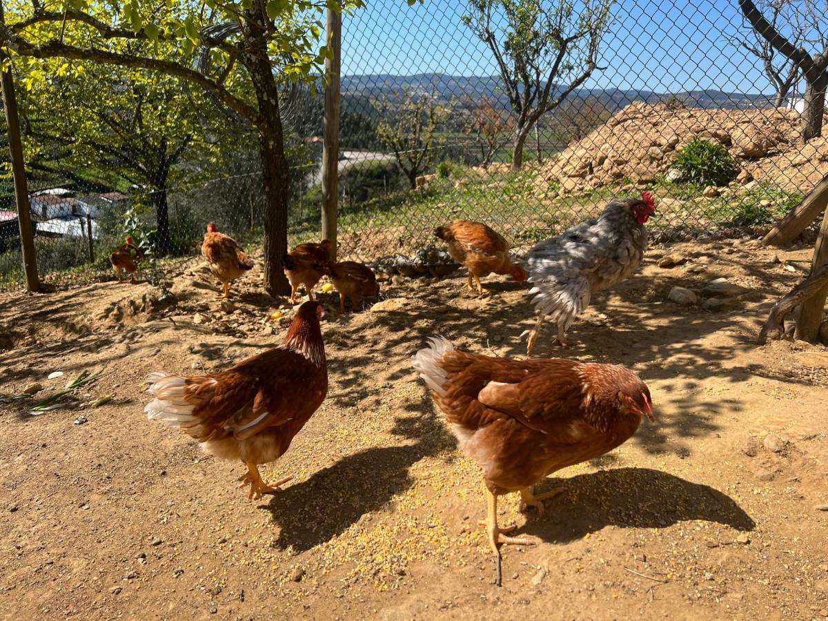 Appartamento Cerdeirinhas De Basto "Piso Q 4" Canedo de Basto Esterno foto